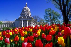 Capitol_tulips94_10